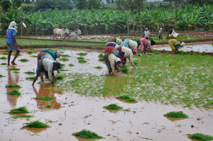 Adoption and impact of hybrid rice in India: evidence from a large ...