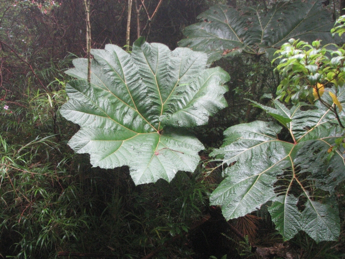 Costa rica essays image